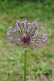 Allium rosenbachianum