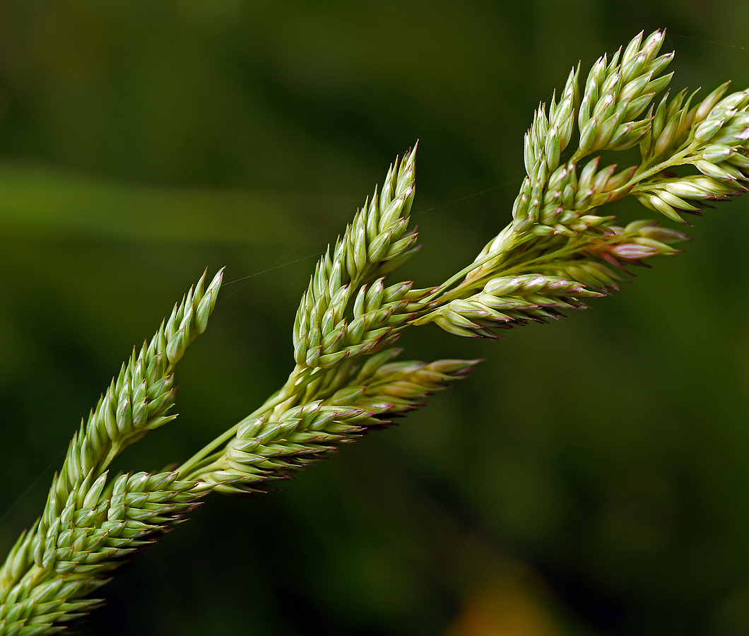 Изображение особи Phalaroides arundinacea.