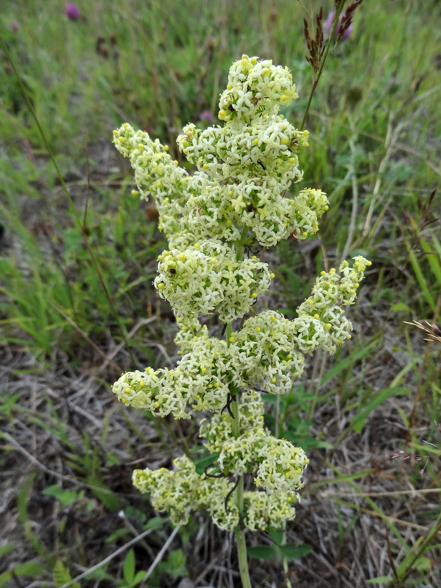 Изображение особи род Galium.