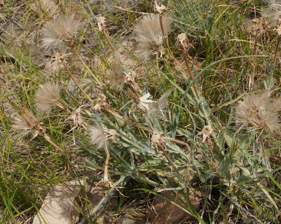 Изображение особи род Tragopogon.