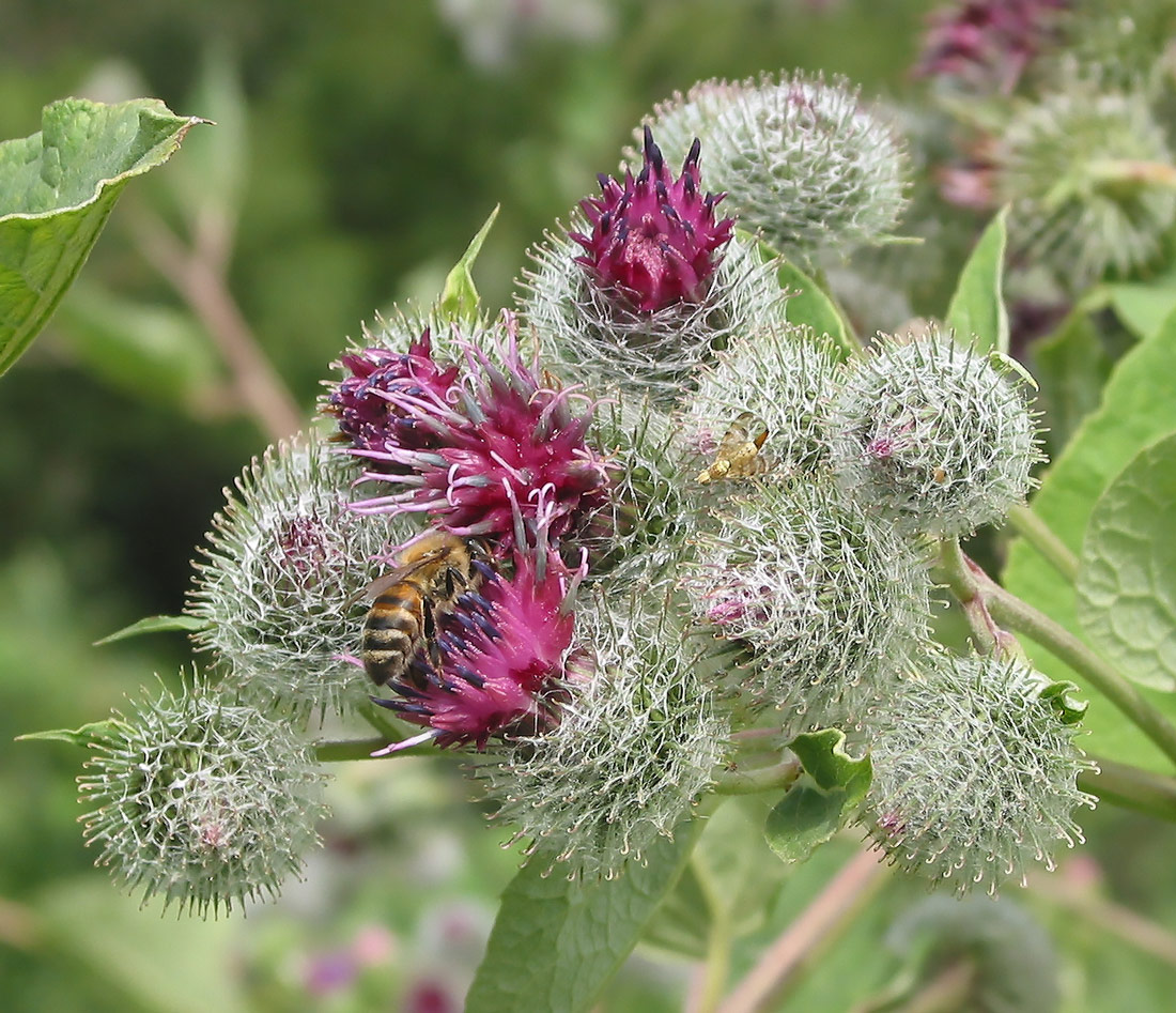 Image of Arctium tomentosum specimen.