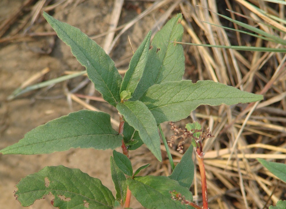 Изображение особи Aconogonon alpinum.