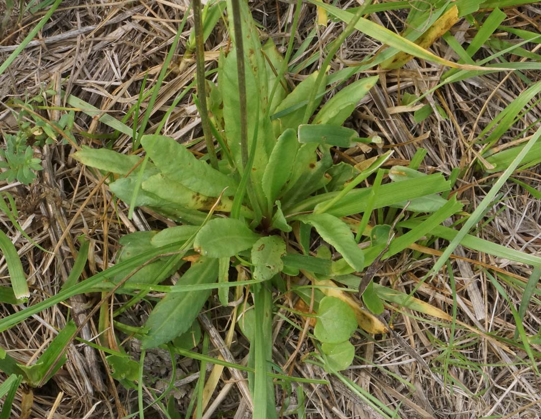 Image of Primula algida specimen.