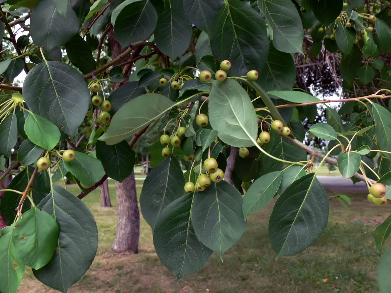 Image of Malus baccata specimen.