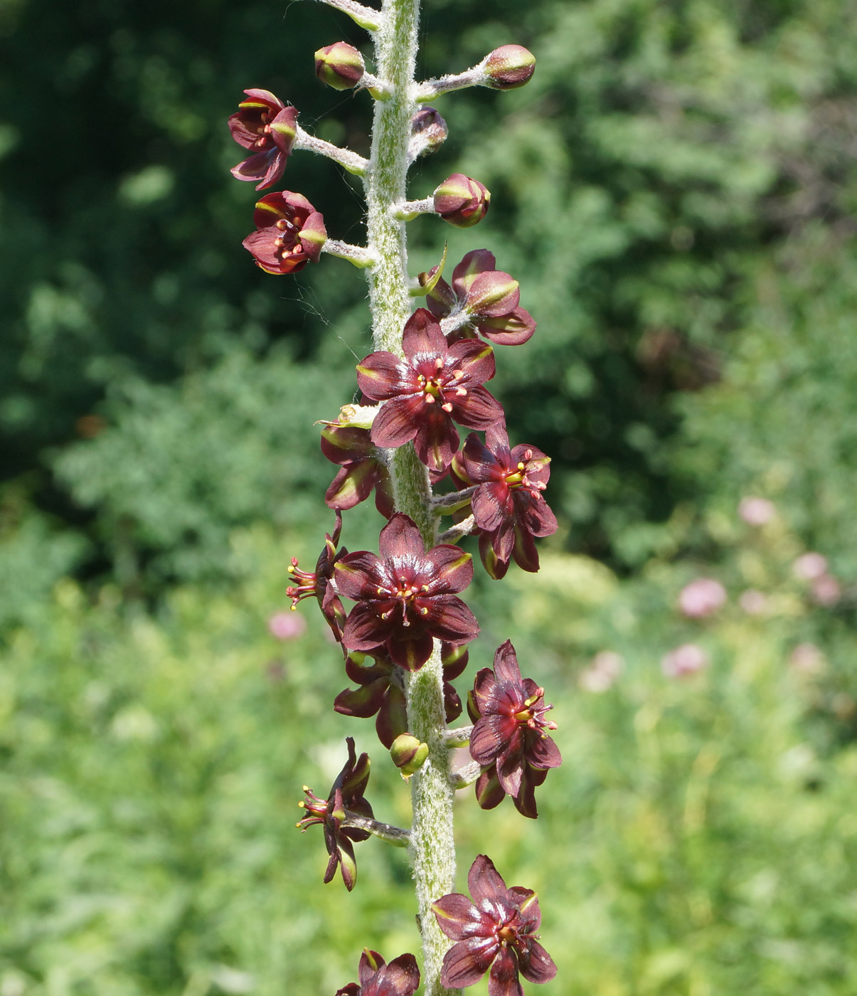 Image of Veratrum nigrum specimen.