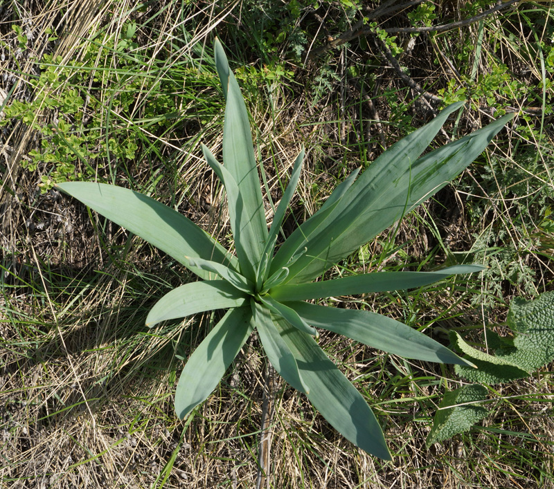 Image of Eremurus altaicus specimen.