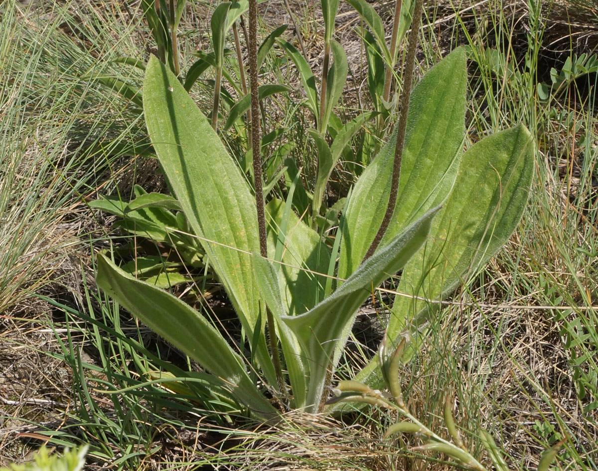 Изображение особи Plantago urvillei.