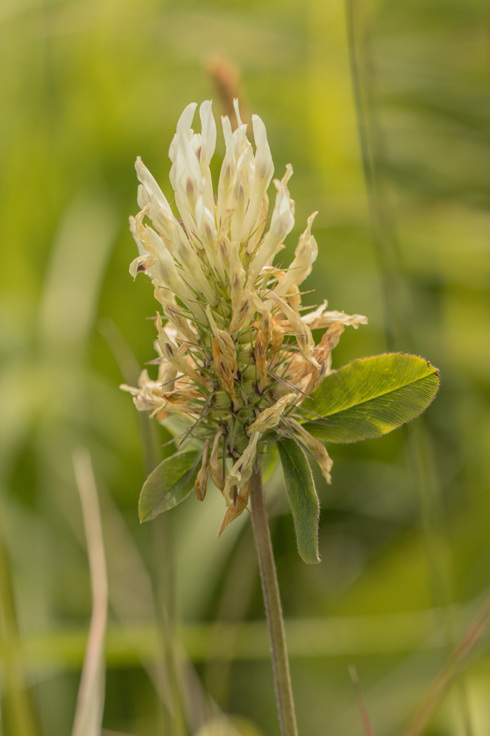 Image of Trifolium canescens specimen.