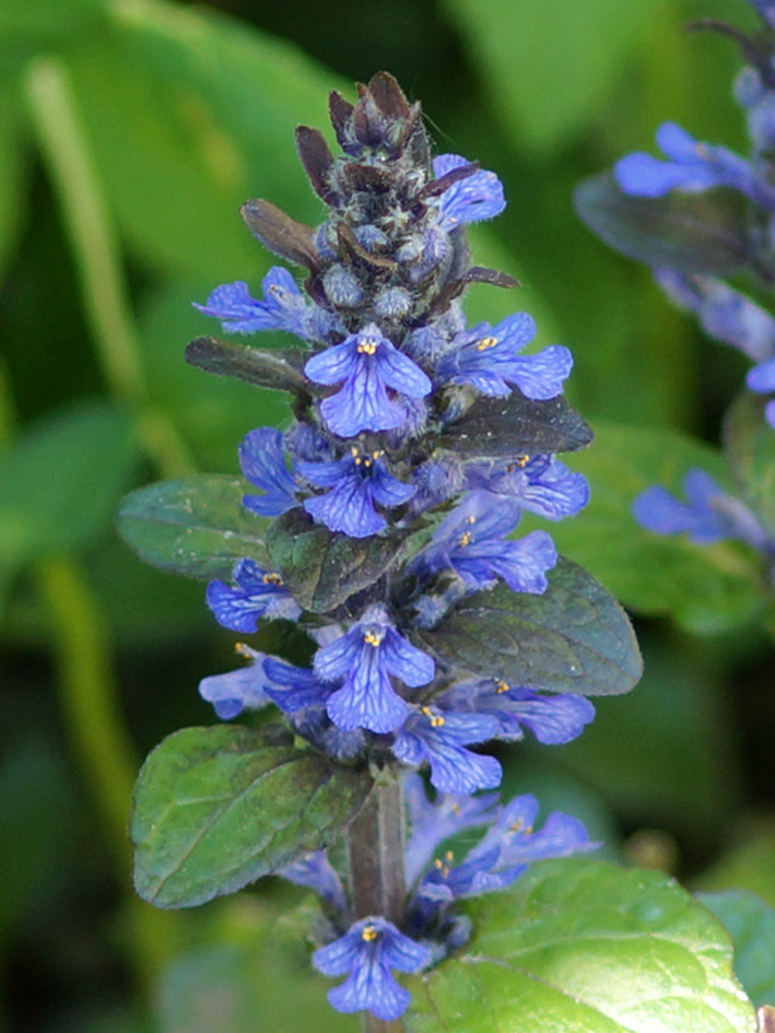 Image of Ajuga reptans specimen.