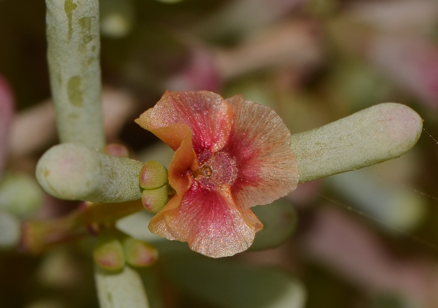 Изображение особи Salsola vermiculata.