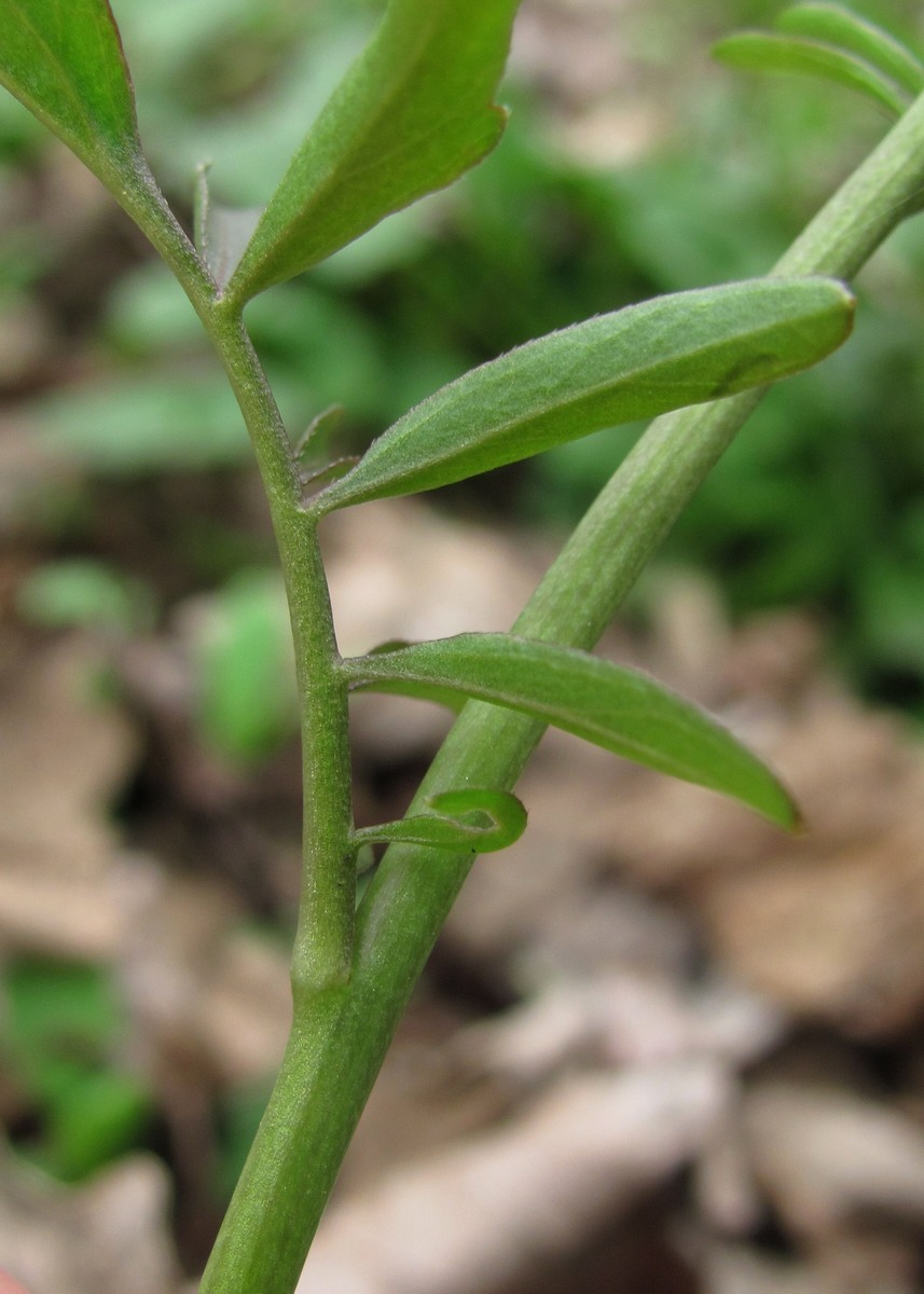 Изображение особи Cardamine tenera.