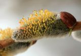 Salix cinerea