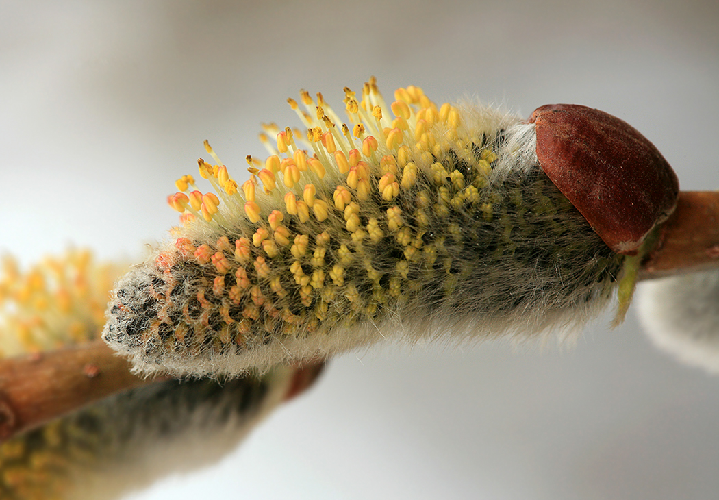 Image of Salix cinerea specimen.