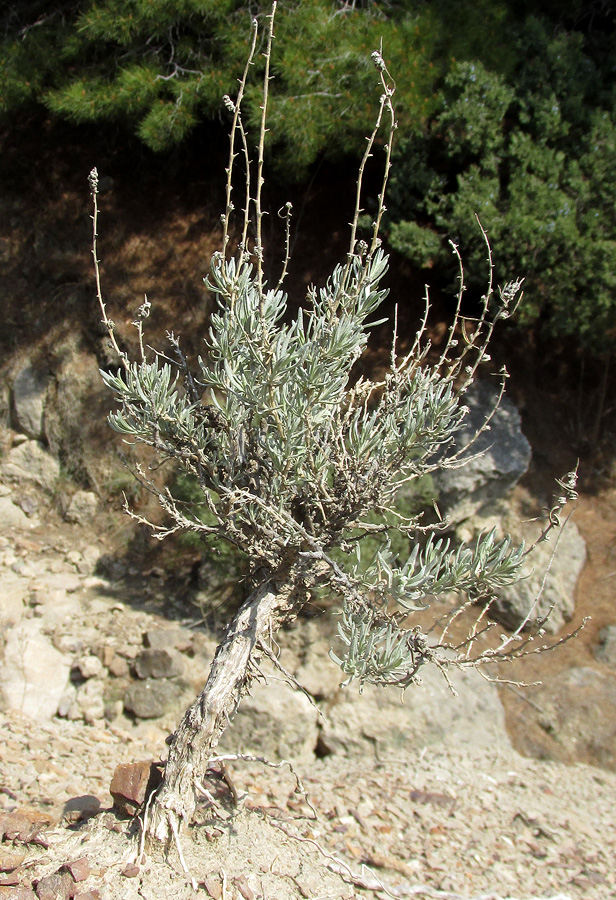 Image of Krascheninnikovia ceratoides specimen.