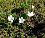 Rubus chamaemorus. Цветущие растения в зарослях вороники. Кольский п-ов, Восточный Мурман, окр. Дальние Зеленцы, берег губы Ярнышная. 25.06.2008.