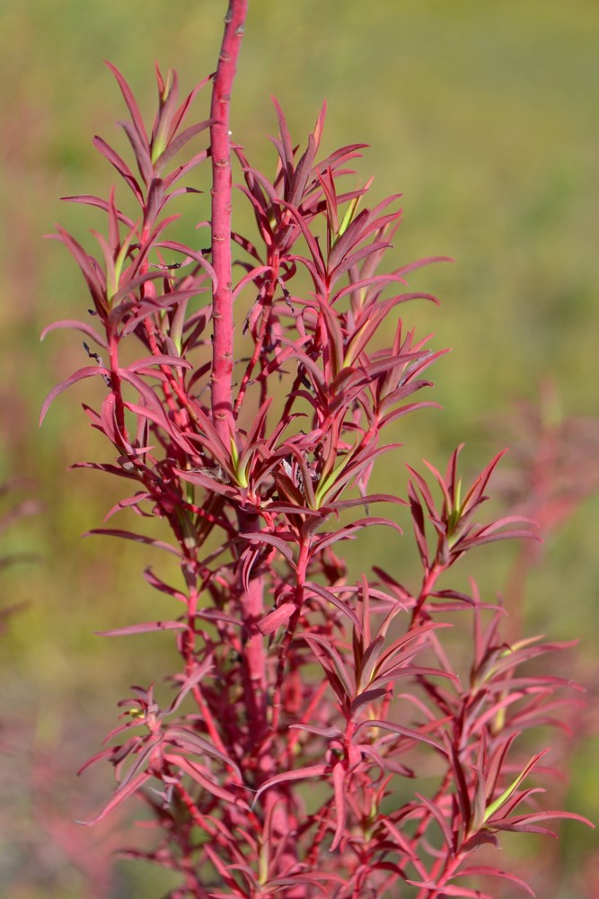 Image of Euphorbia palustris specimen.