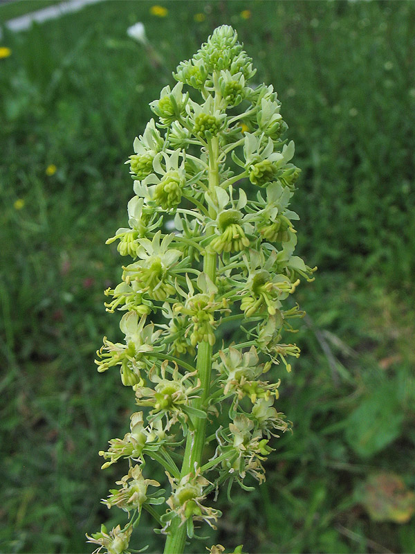 Image of Reseda lutea specimen.