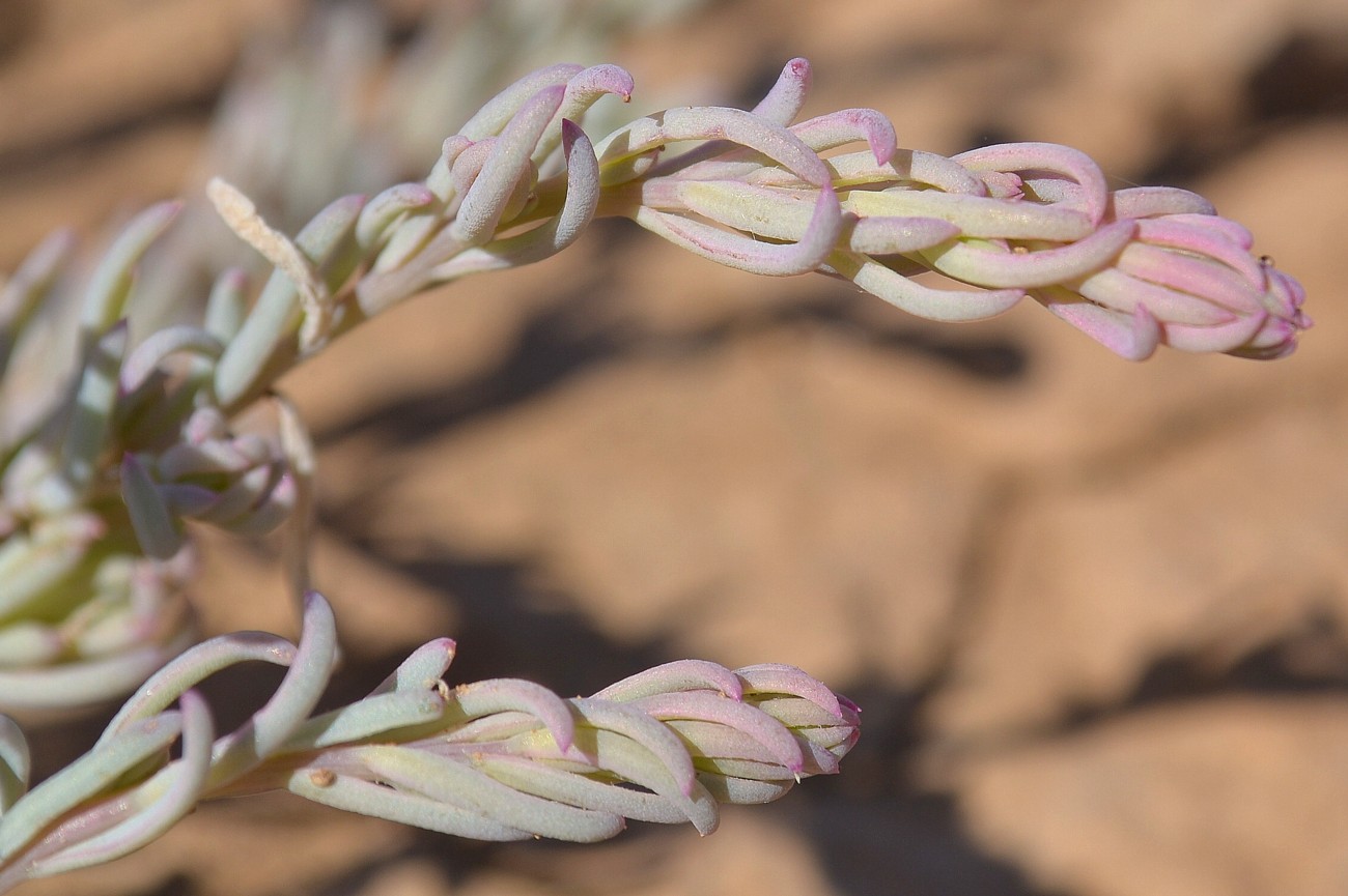 Image of genus Suaeda specimen.