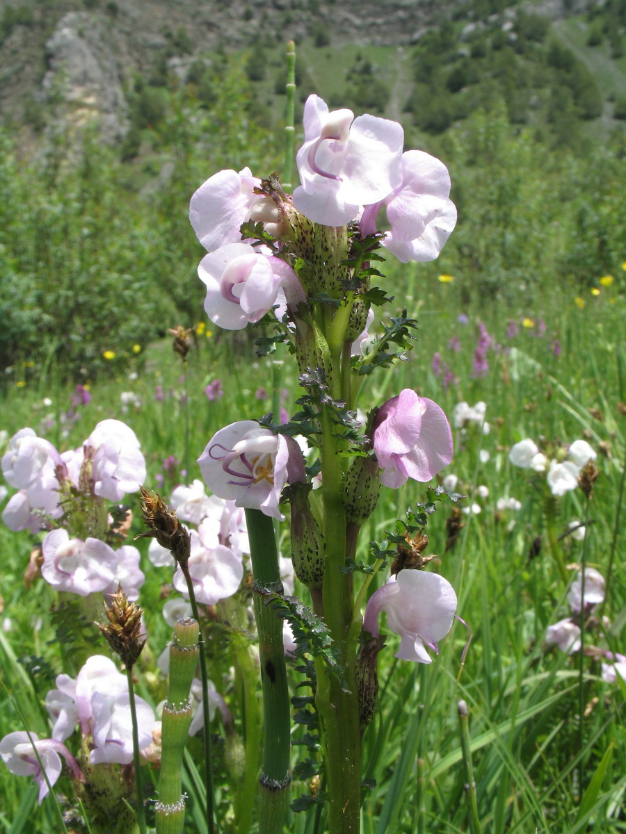 Image of Pedicularis rhinanthoides specimen.