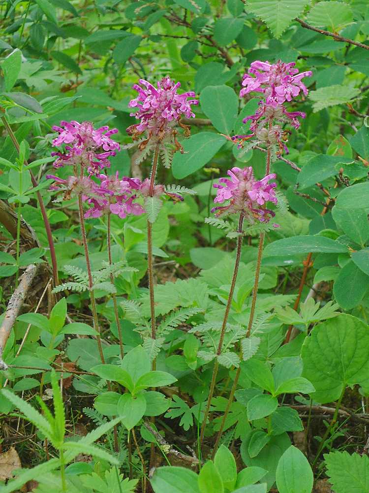 Image of Pedicularis verticillata specimen.