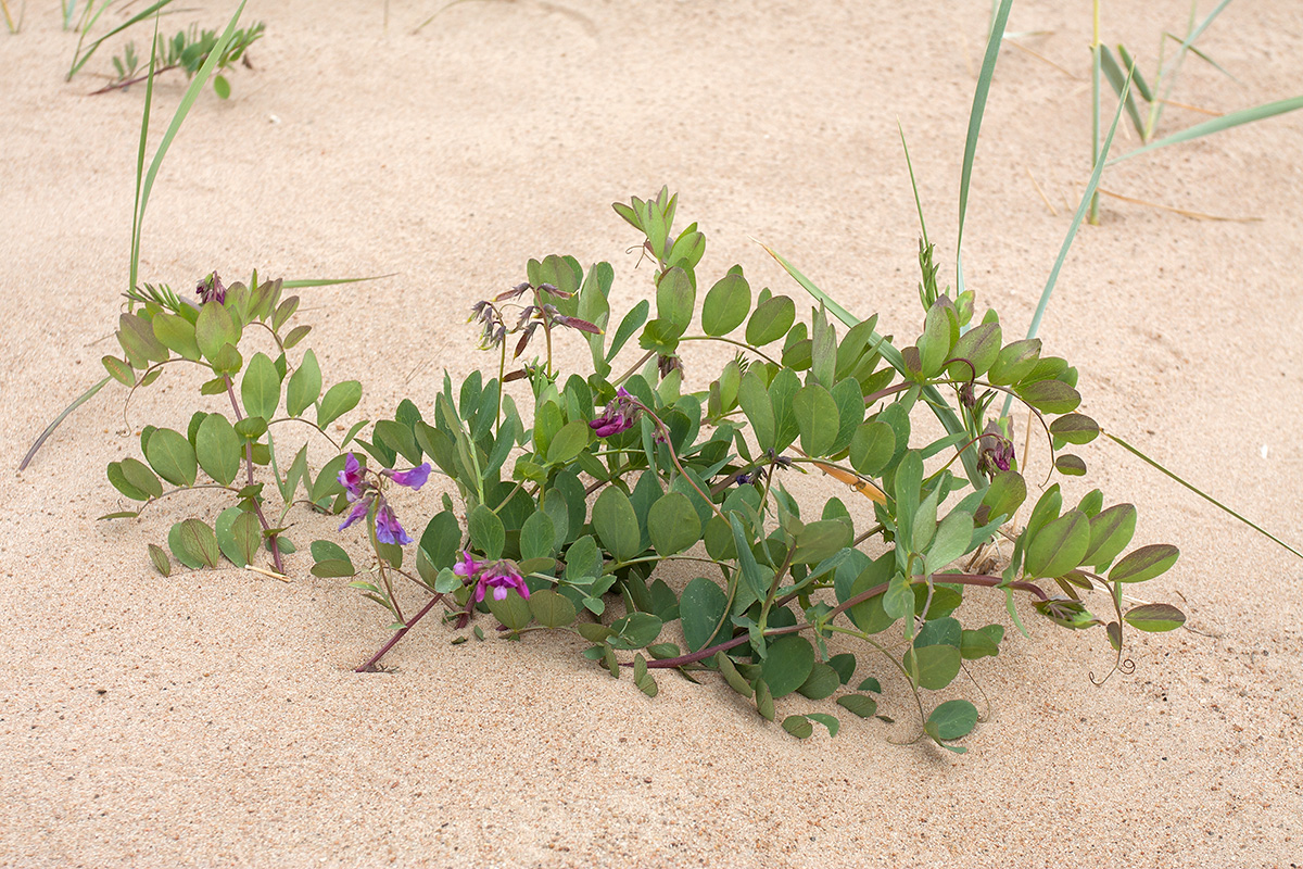 Изображение особи Lathyrus japonicus ssp. pubescens.