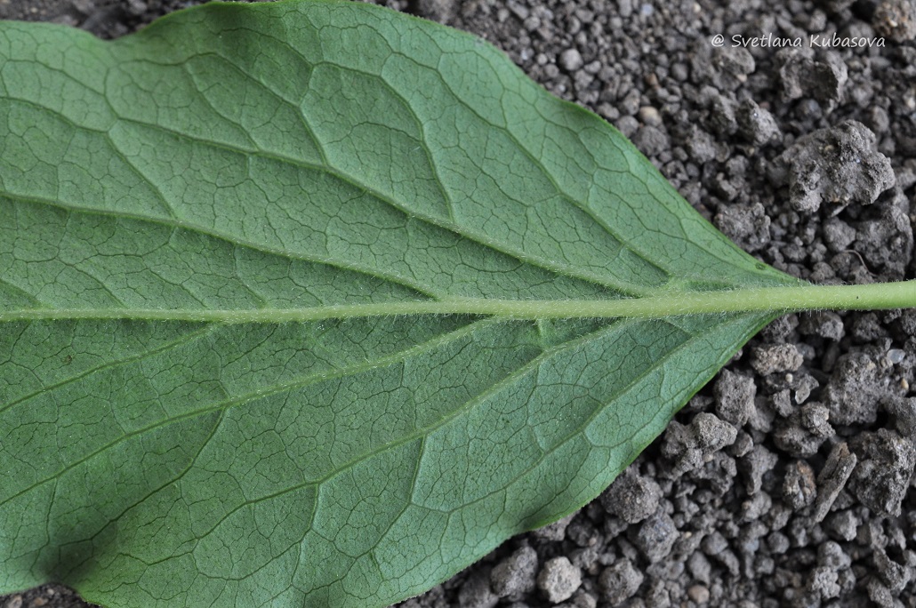 Image of Syringa pubescens ssp. patula specimen.