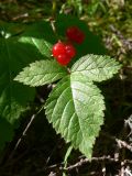 Rubus saxatilis. Верхушка плодоносящего растения. Свердловская обл., окр. г. Североуральск, моховой сосняк с елью на известняках. 12.08.2007.