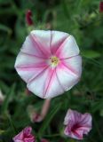 Convolvulus cantabrica. Цветок. Крым, окр. Ялты, заповедник «Мыс Мартьян». 07.06.2016.