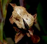 Canna indica