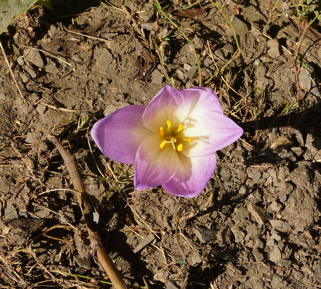 Image of Colchicum speciosum specimen.