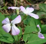 Cardamine altaica