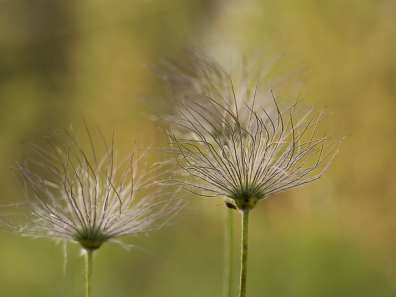 Image of genus Pulsatilla specimen.