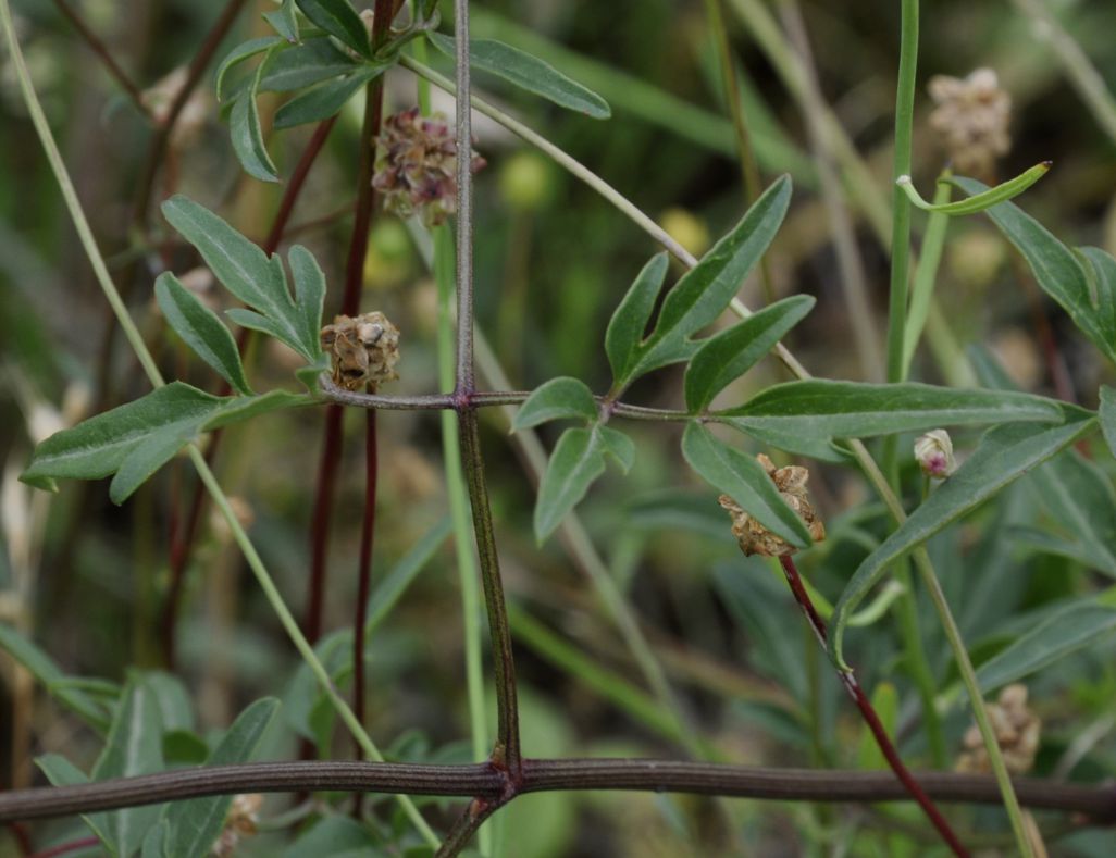 Image of Clematis flammula specimen.