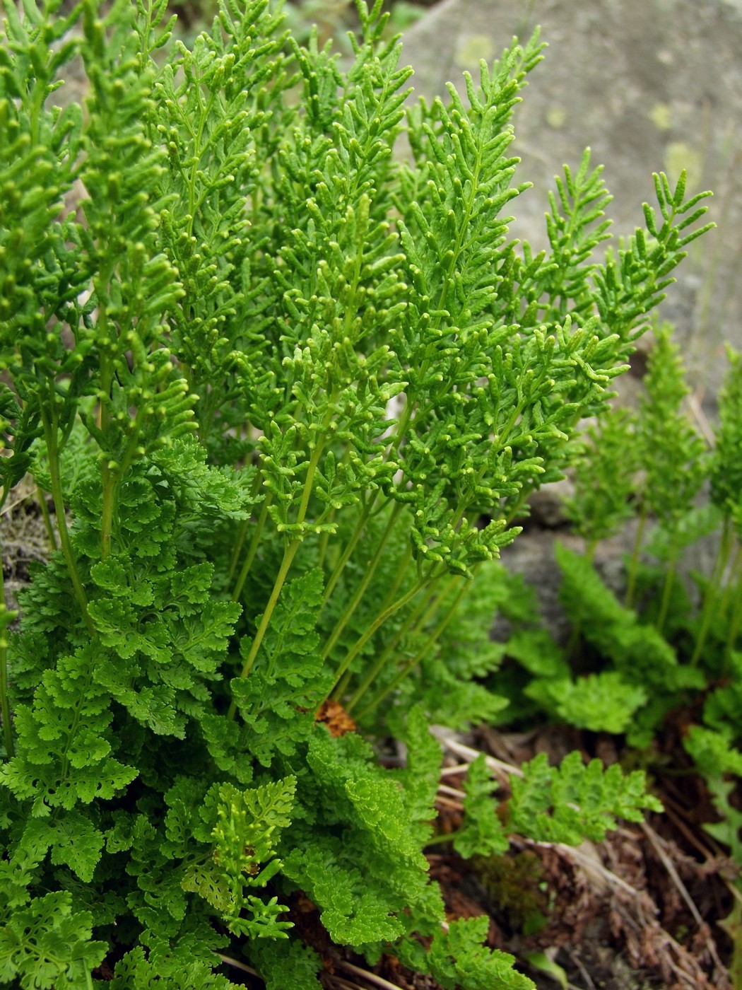 Image of Cryptogramma acrostichoides specimen.