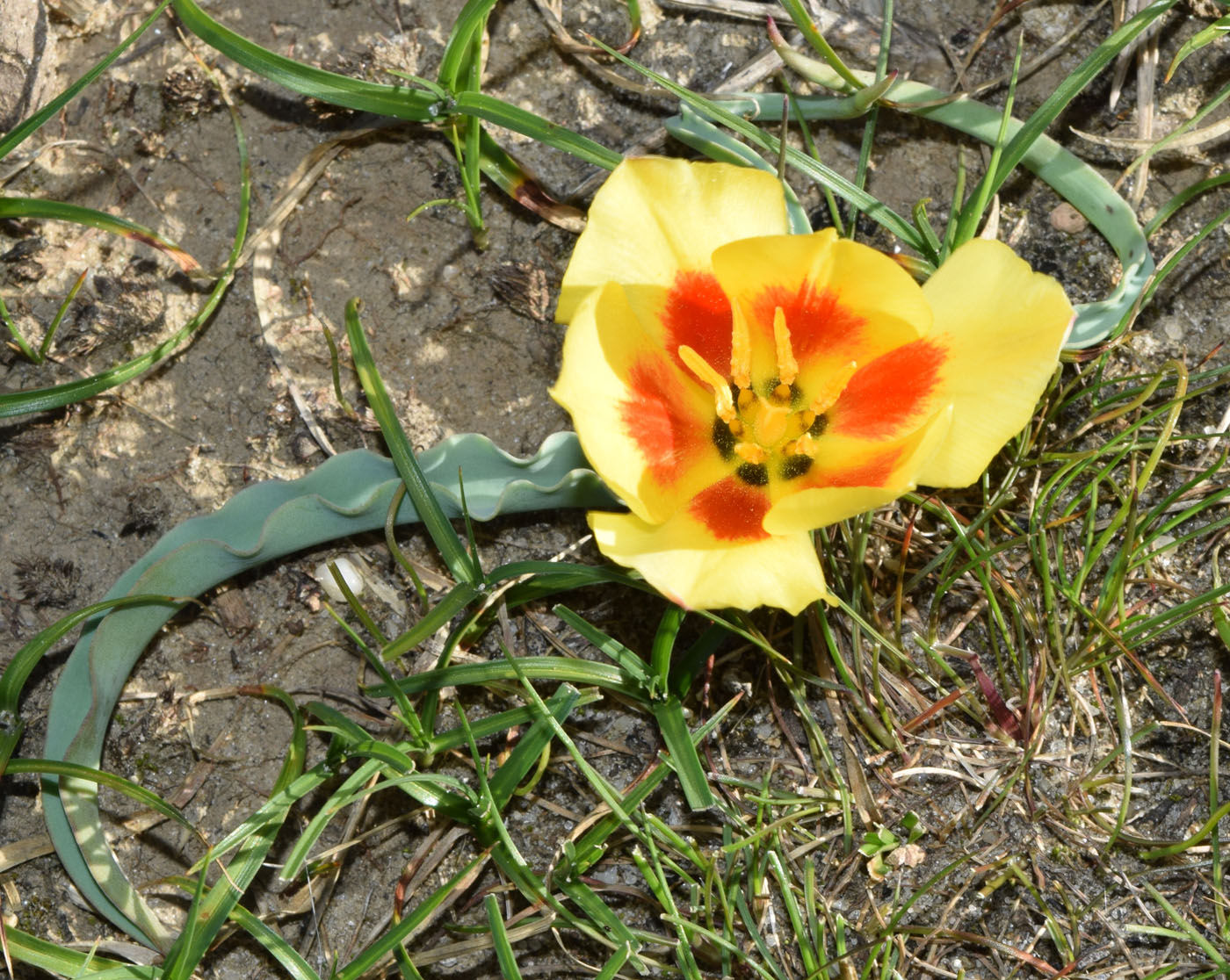 Image of Tulipa korolkowii specimen.