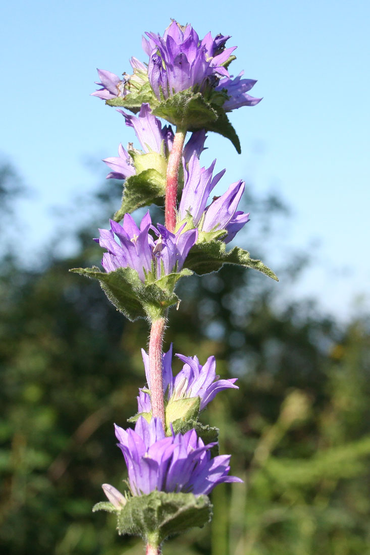 Изображение особи Campanula glomerata.