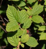 Cerasus tomentosa