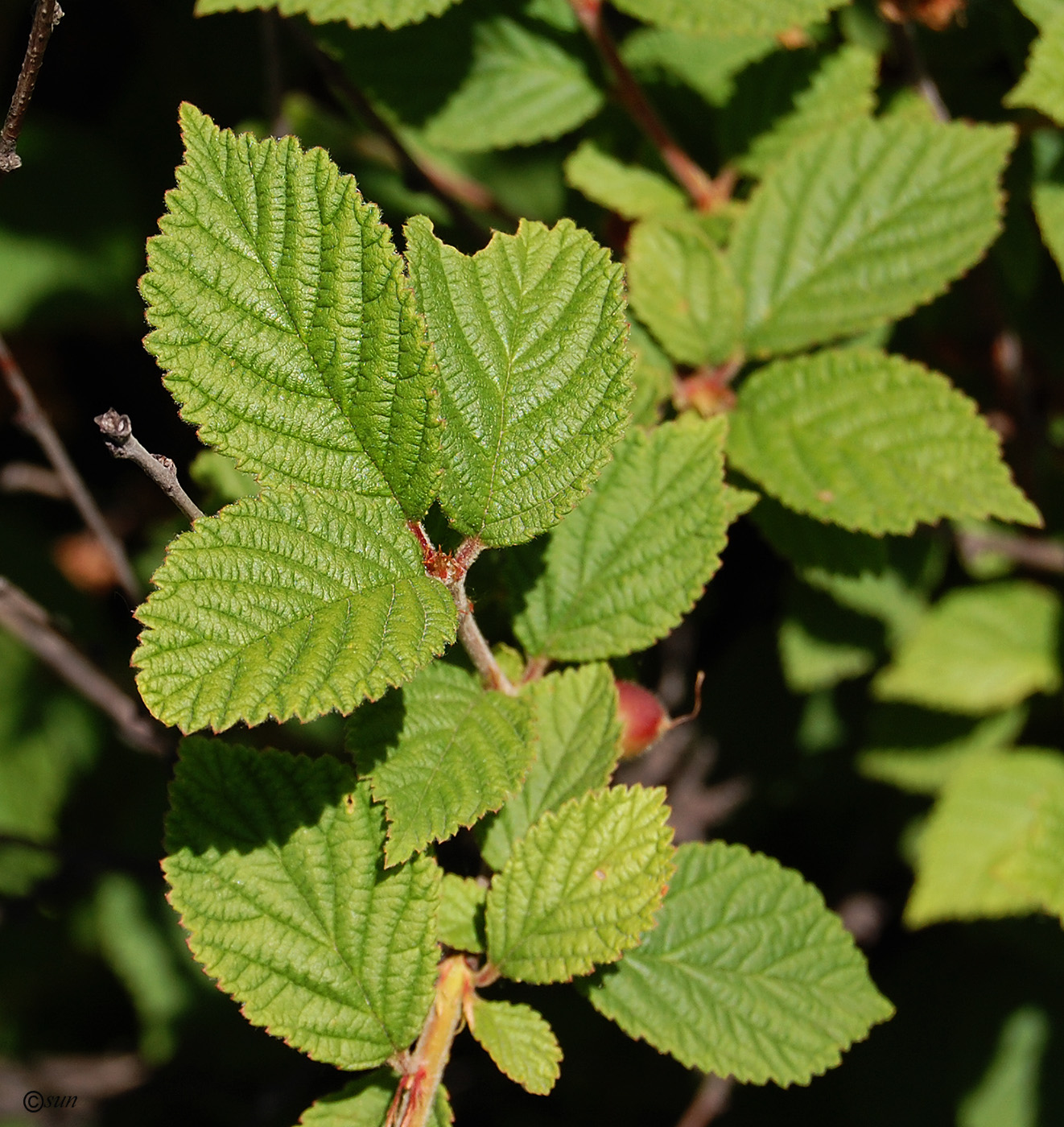 Image of Cerasus tomentosa specimen.