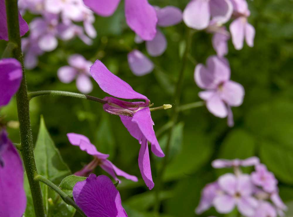 Изображение особи род Hesperis.