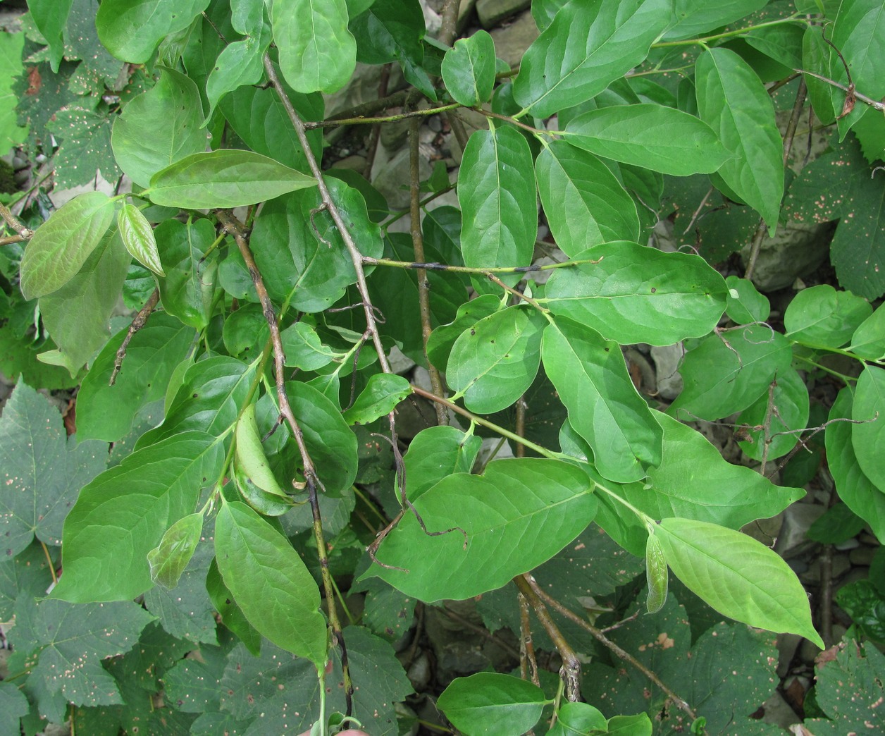 Image of Diospyros lotus specimen.