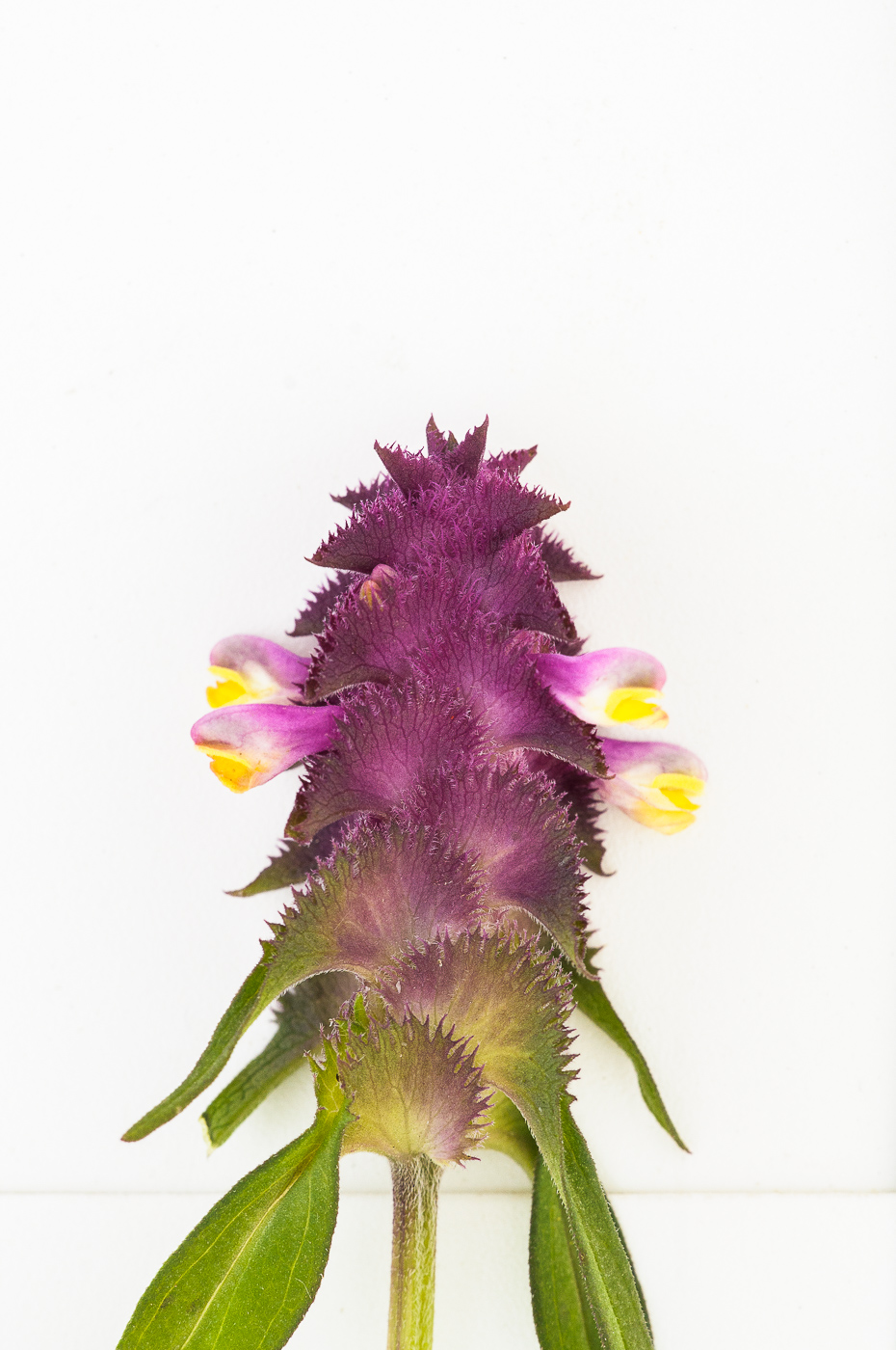 Image of Melampyrum cristatum specimen.