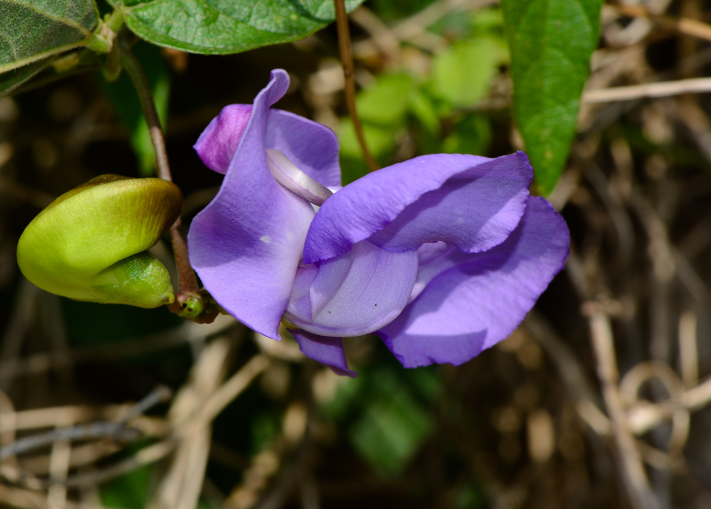 Изображение особи Vigna speciosa.