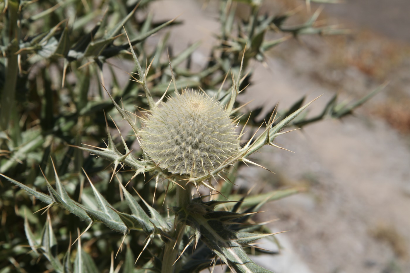 Image of Cirsium turkestanicum specimen.