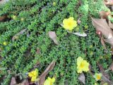 Hibbertia vestita