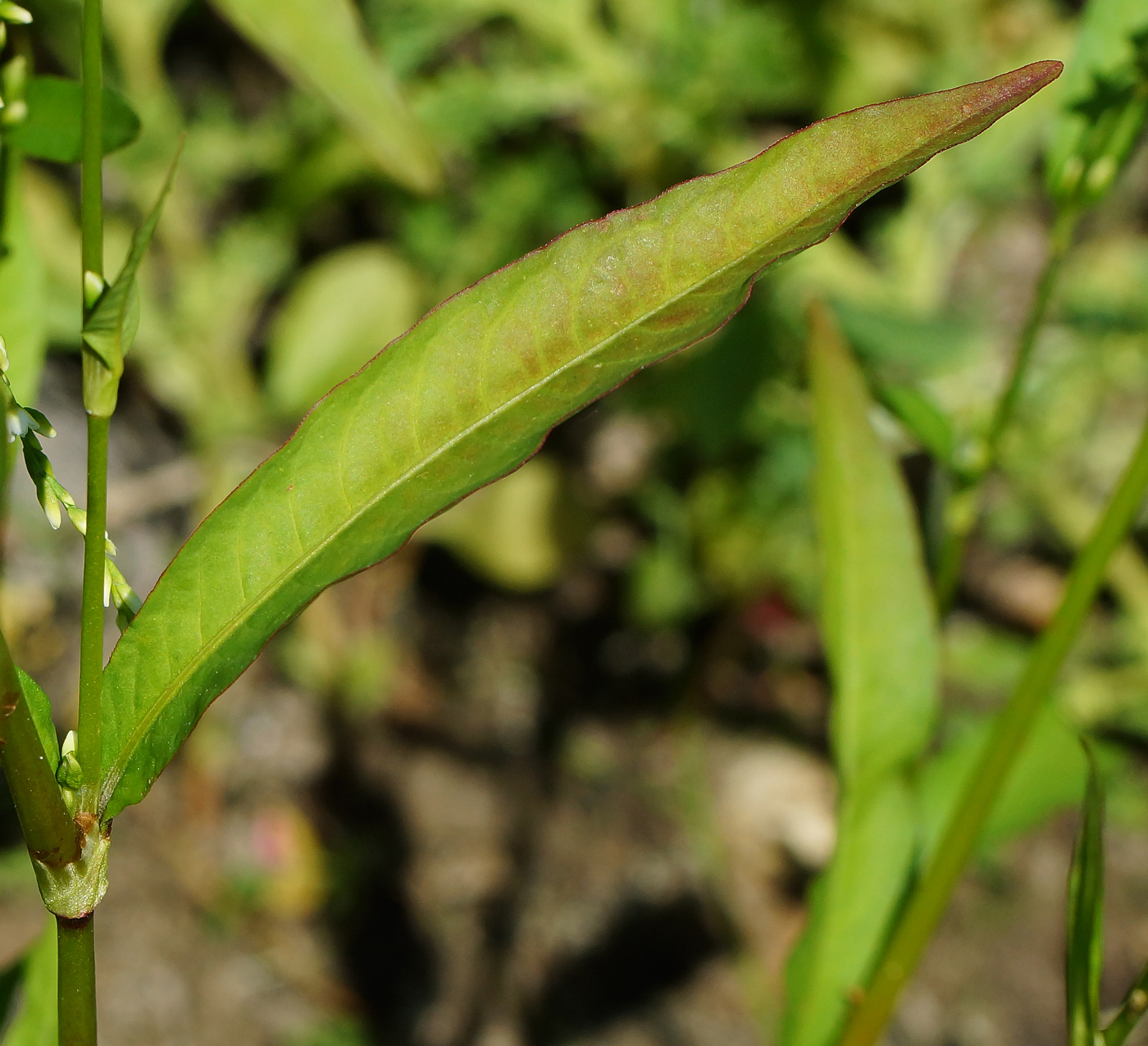 Image of Persicaria hydropiper specimen.