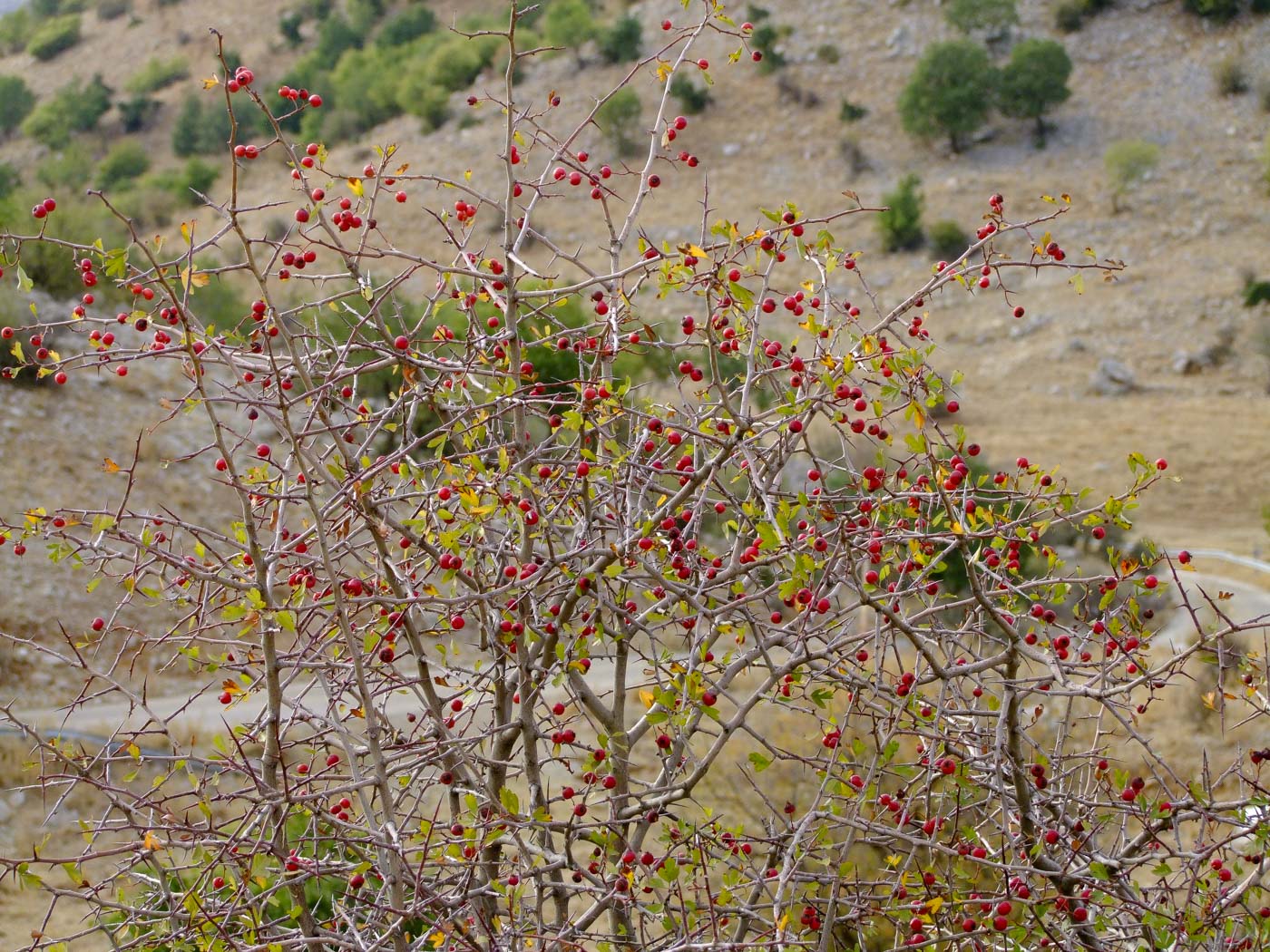 Image of Crataegus &times; sinaica specimen.