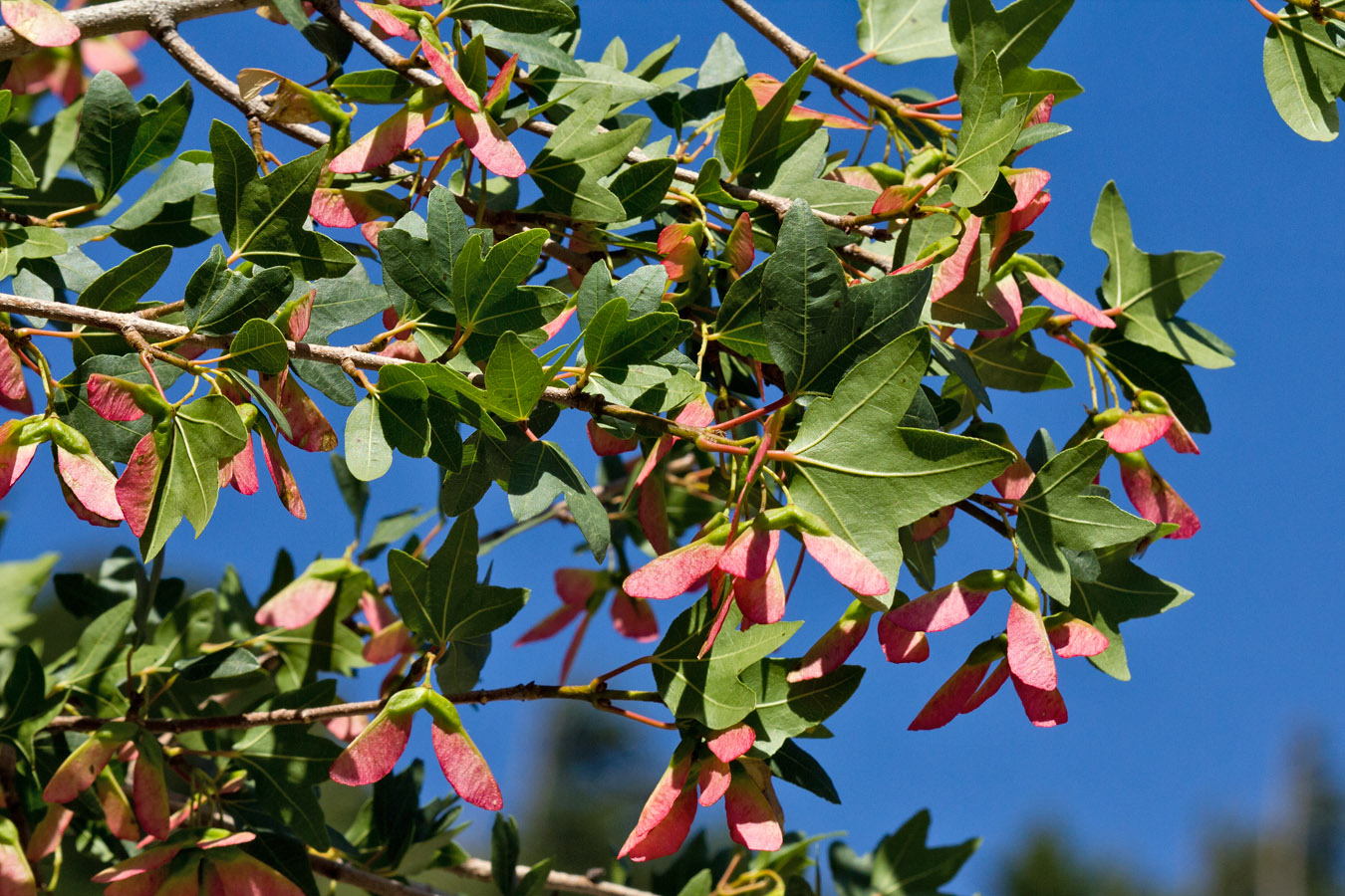 Image of Acer sempervirens specimen.