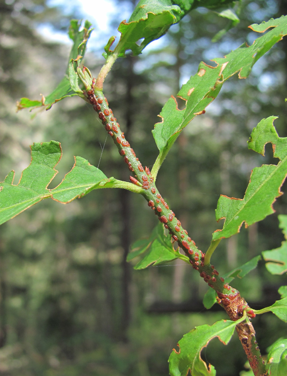 Image of Euonymus verrucosus specimen.