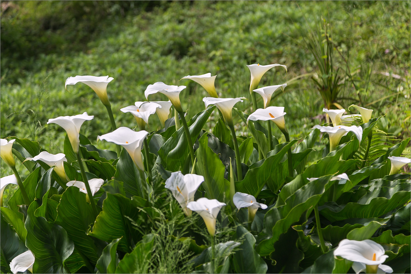 Image of Zantedeschia aethiopica specimen.