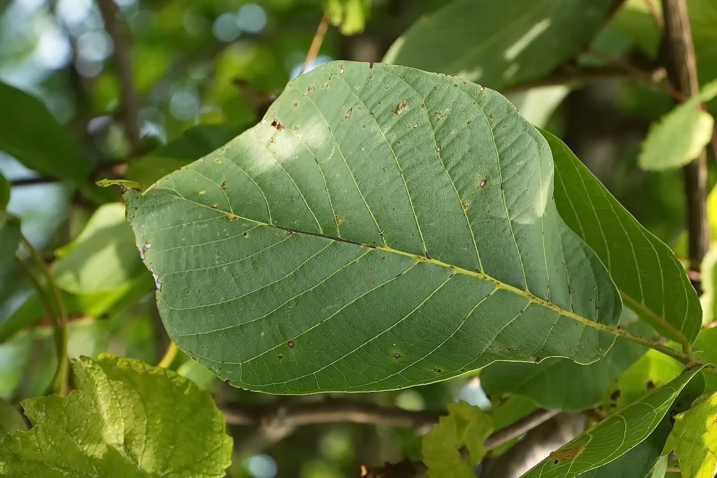 Image of Juglans regia specimen.